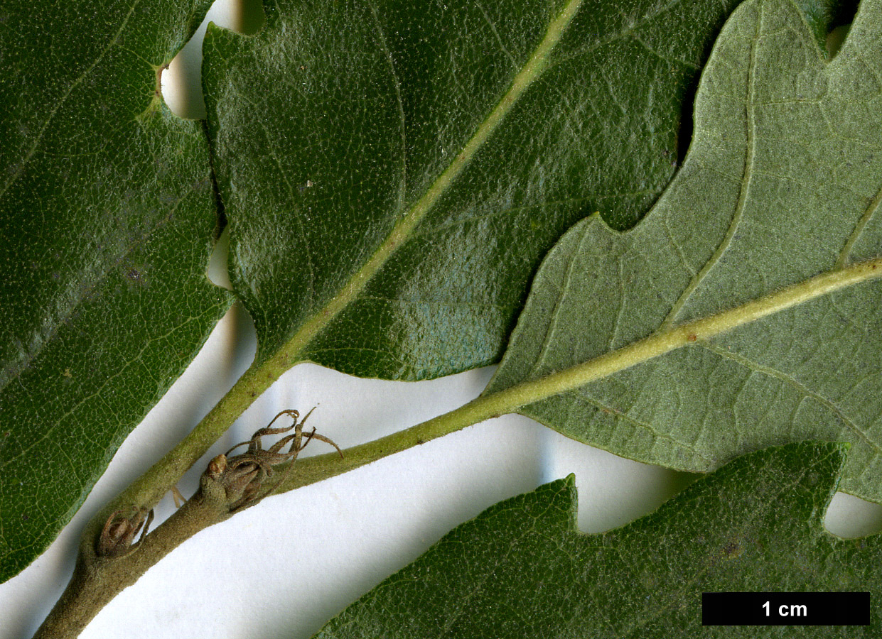 High resolution image: Family: Fagaceae - Genus: Quercus - Taxon: ×crenata (Q.cerris × Q.suber)